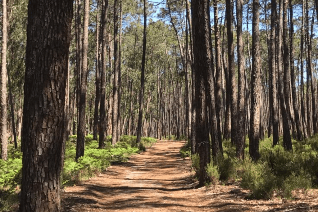 A sunny path through the forest